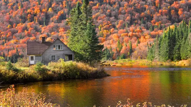 arbres en automne