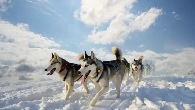 chien de traineaux hiver canada