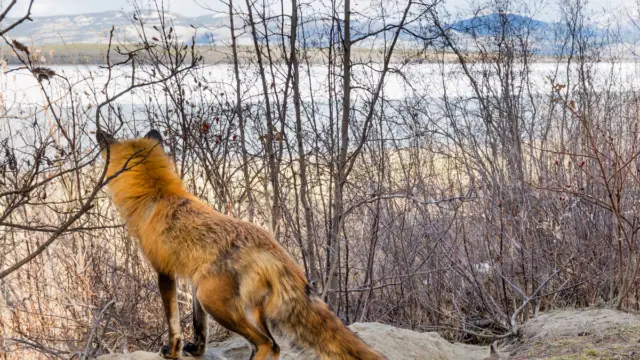 Un renard arctique dans le Yukon au Canada