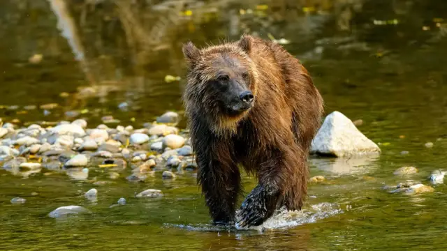 Ours à Tweedsmuir au Canada