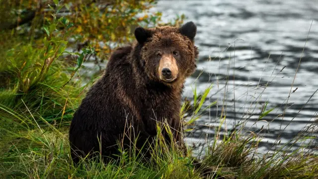 Observation de l'ours Great Bear Rainforest