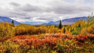 <b>Les couleurs du Yukon</b> en automne